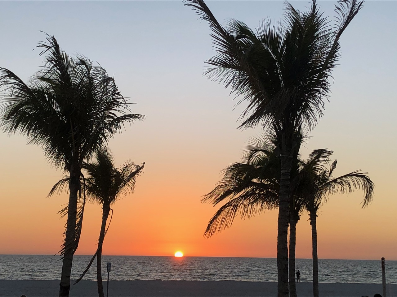 Palm trees silhouetted against an ocean sunset